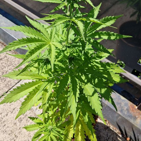 #1 Purple Skunk Automatic growlog timeline photo