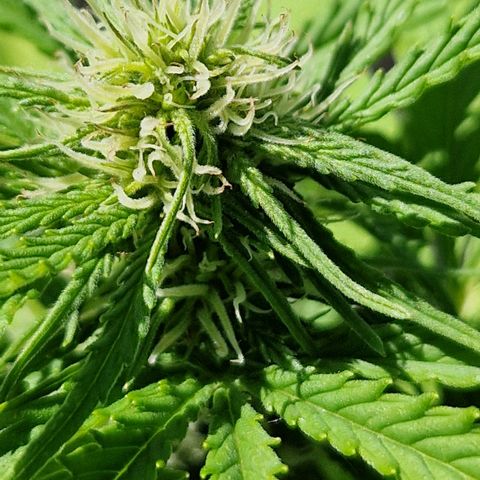 #1 Purple Skunk Automatic growlog timeline photo