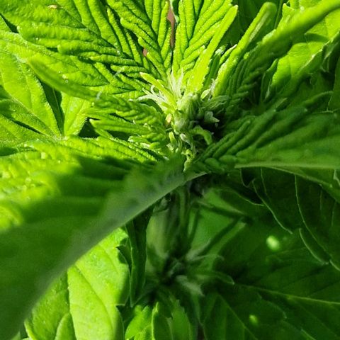#2 Sensi Amnesia XXL Automatic growlog timeline photo