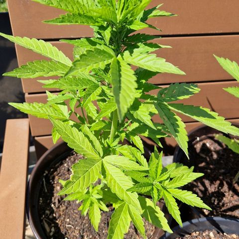 #2 Sensi Amnesia XXL Automatic growlog timeline photo