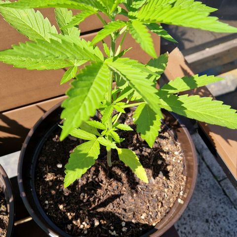 #3 Sticky Orange XXL Automatic growlog timeline photo