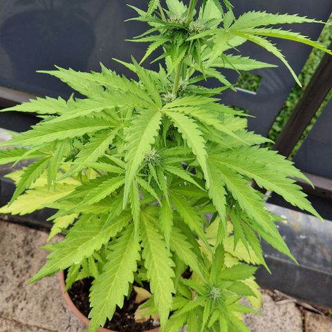 #1 Purple Skunk Automatic growlog timeline photo