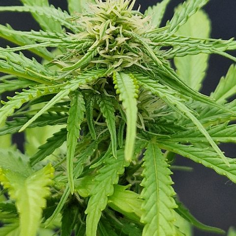 #1 Purple Skunk Automatic growlog timeline photo