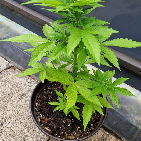 #2 Sensi Amnesia XXL Automatic growlog timeline photo
