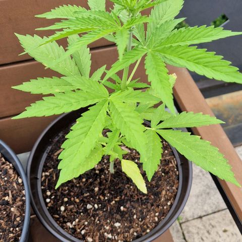 #3 Sticky Orange XXL Automatic growlog timeline photo