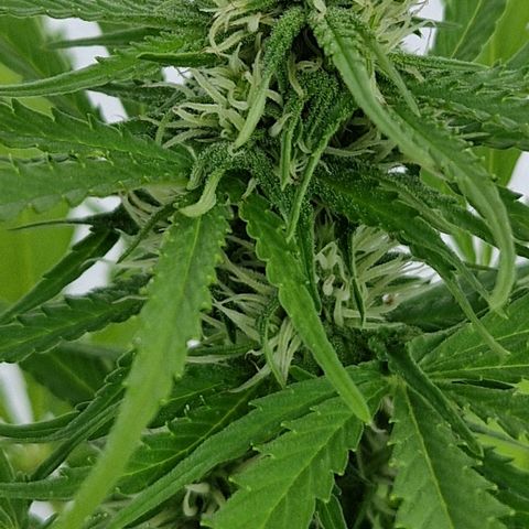 #1 Purple Skunk Automatic growlog timeline photo