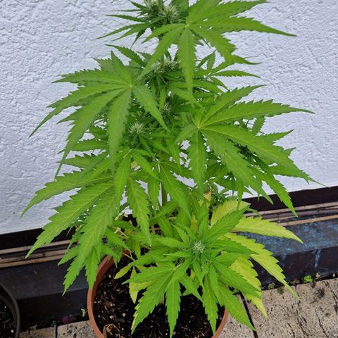 #1 Purple Skunk Automatic growlog timeline photo