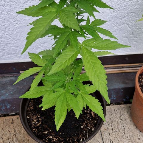 #2 Sensi Amnesia XXL Automatic growlog timeline photo