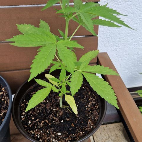#3 Sticky Orange XXL Automatic growlog timeline photo