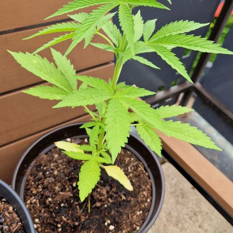 #3 Sticky Orange XXL Automatic growlog timeline photo