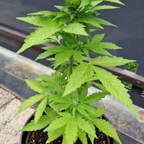 #2 Sensi Amnesia XXL Automatic growlog timeline photo