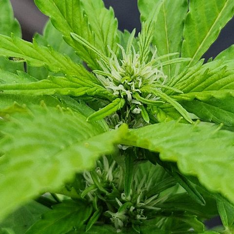 #2 Sensi Amnesia XXL Automatic growlog timeline photo