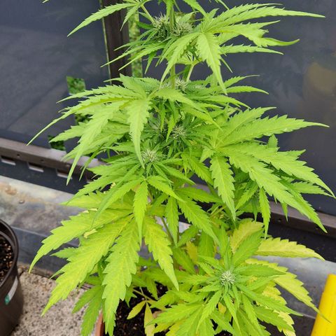 #1 Purple Skunk Automatic growlog timeline photo