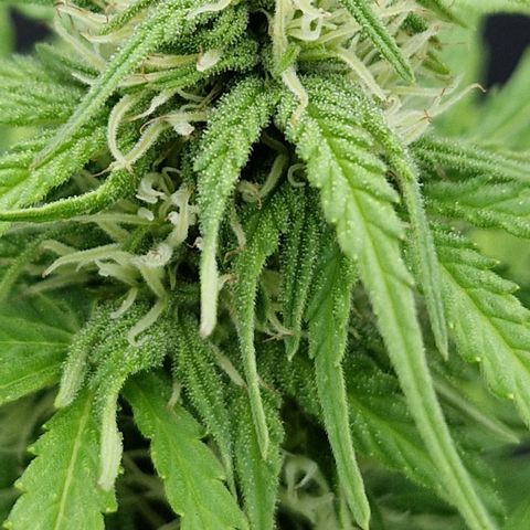 #1 Purple Skunk Automatic growlog timeline photo