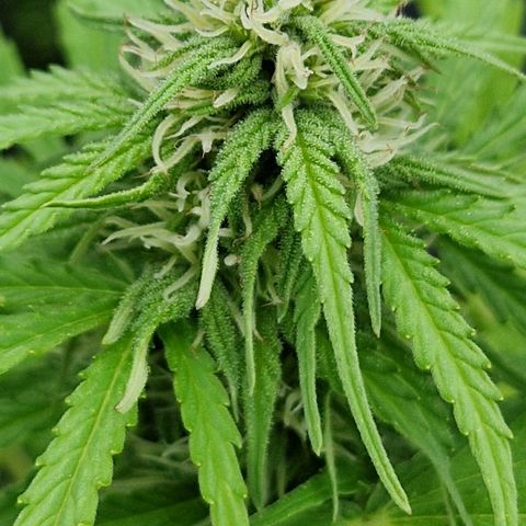 #1 Purple Skunk Automatic growlog timeline photo