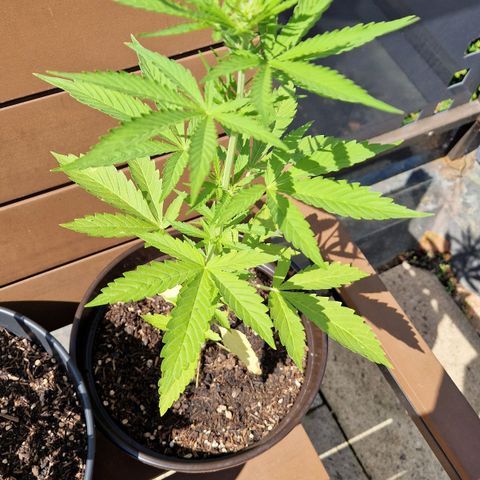 #3 Sticky Orange XXL Automatic growlog timeline photo