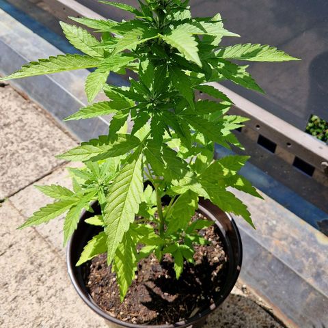 #2 Sensi Amnesia XXL Automatic growlog timeline photo