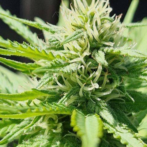 #1 Purple Skunk Automatic growlog timeline photo