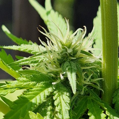#1 Purple Skunk Automatic growlog timeline photo