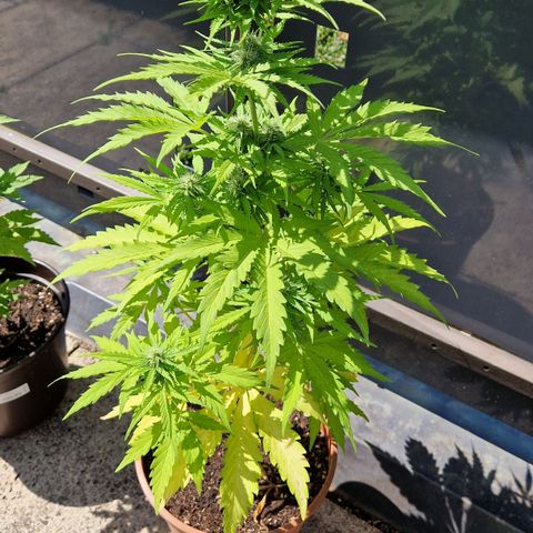 #1 Purple Skunk Automatic growlog timeline photo