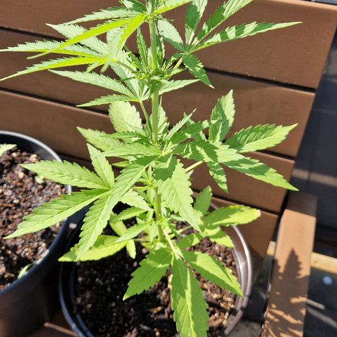 #3 Sticky Orange XXL Automatic growlog timeline photo