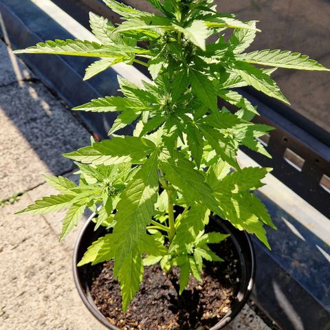 #2 Sensi Amnesia XXL Automatic growlog timeline photo