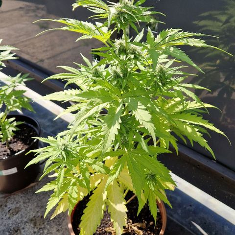 #1 Purple Skunk Automatic growlog timeline photo