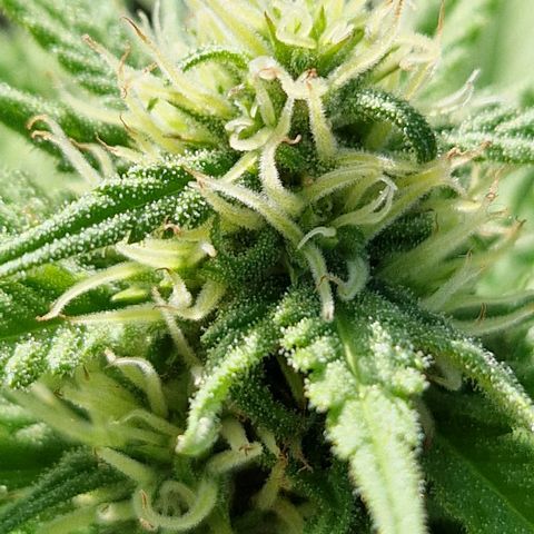 #1 Purple Skunk Automatic growlog timeline photo