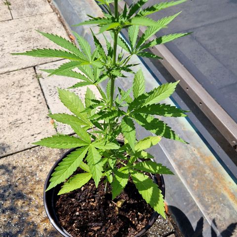 #3 Sticky Orange XXL Automatic growlog timeline photo