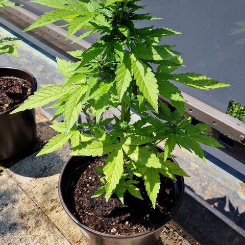 #2 Sensi Amnesia XXL Automatic growlog timeline photo