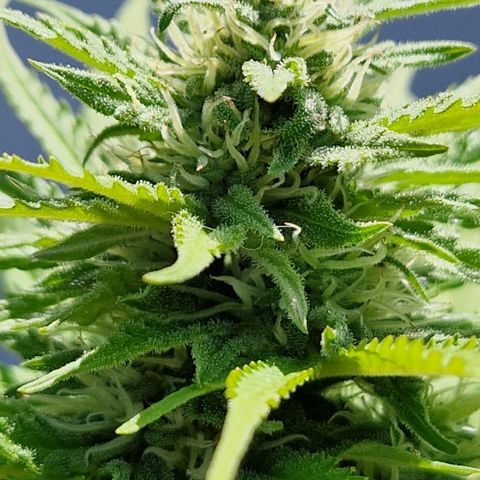 #1 Purple Skunk Automatic growlog timeline photo