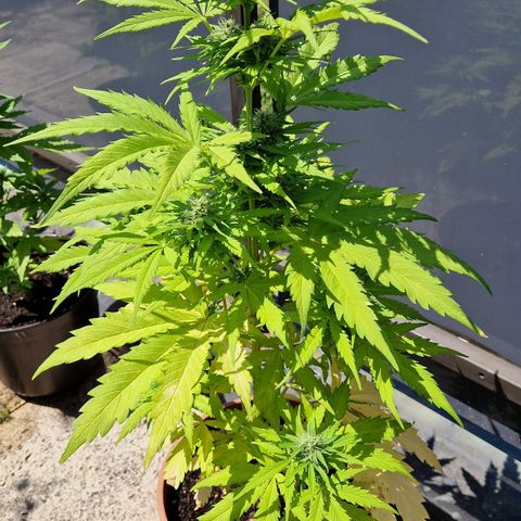 #1 Purple Skunk Automatic growlog timeline photo