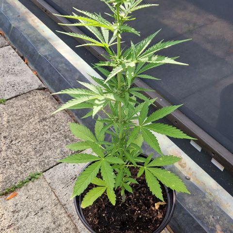 #3 Sticky Orange XXL Automatic growlog timeline photo