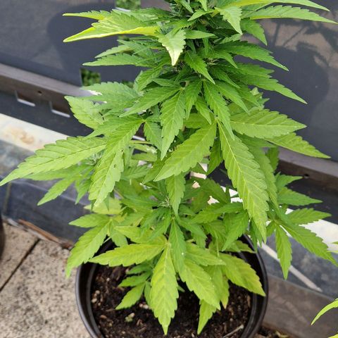 #2 Sensi Amnesia XXL Automatic growlog timeline photo