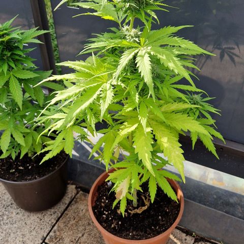 #1 Purple Skunk Automatic growlog timeline photo
