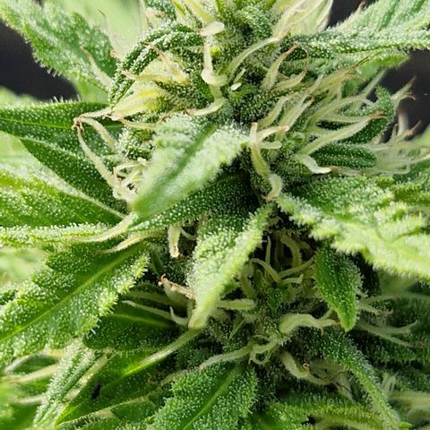 #1 Purple Skunk Automatic growlog timeline photo