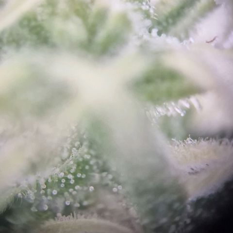 #1 Purple Skunk Automatic growlog timeline photo