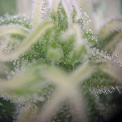#1 Purple Skunk Automatic growlog timeline photo