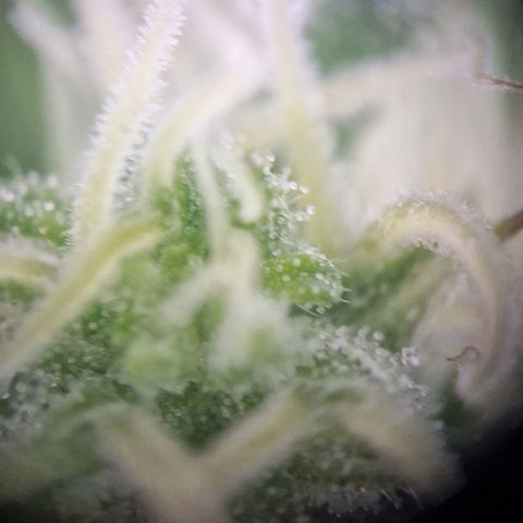 #1 Purple Skunk Automatic growlog timeline photo