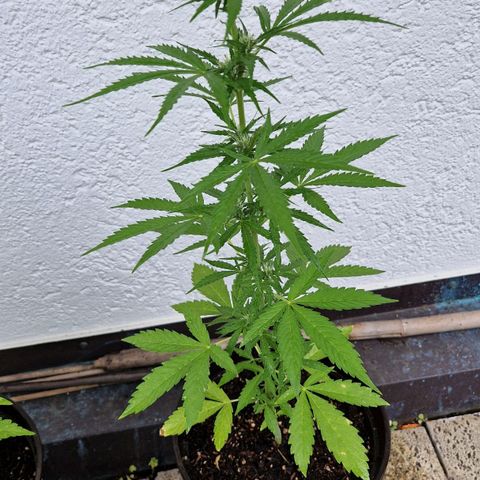 #3 Sticky Orange XXL Automatic growlog timeline photo