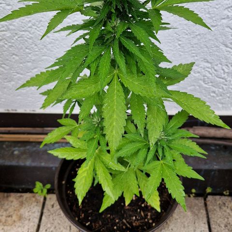 #2 Sensi Amnesia XXL Automatic growlog timeline photo
