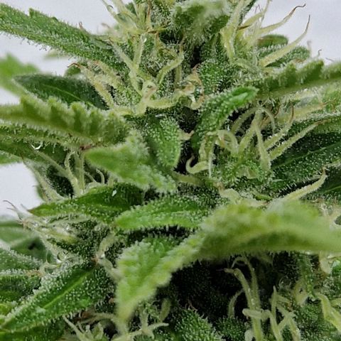#1 Purple Skunk Automatic growlog timeline photo