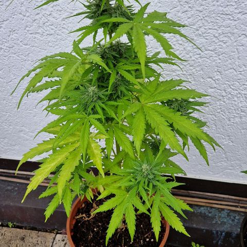 #1 Purple Skunk Automatic growlog timeline photo