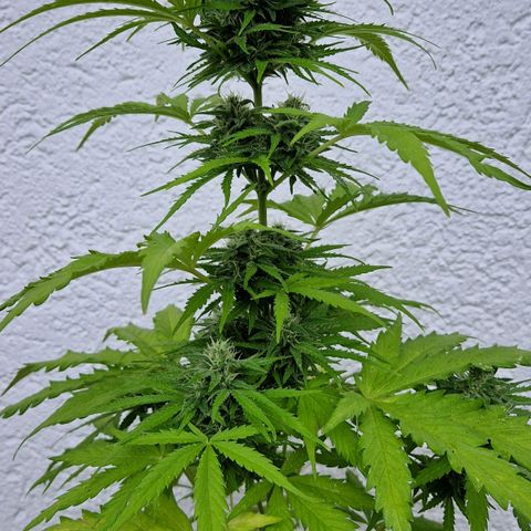 #1 Purple Skunk Automatic growlog timeline photo