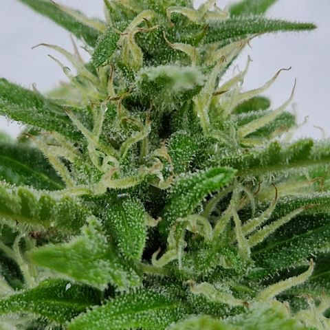 #1 Purple Skunk Automatic growlog timeline photo