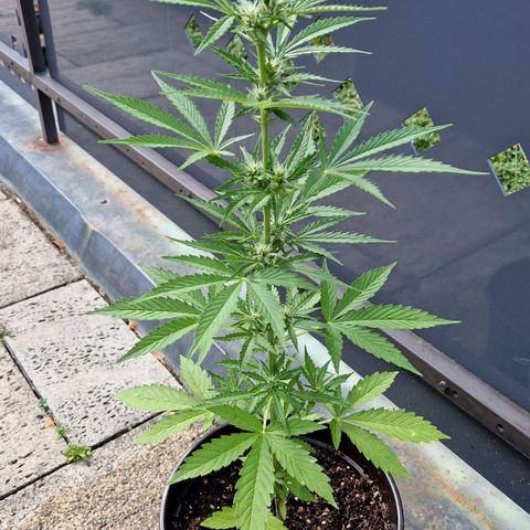 #3 Sticky Orange XXL Automatic growlog timeline photo