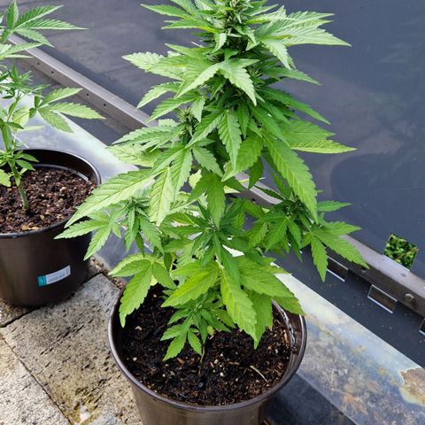 #2 Sensi Amnesia XXL Automatic growlog timeline photo