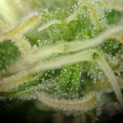 #1 Purple Skunk Automatic growlog timeline photo