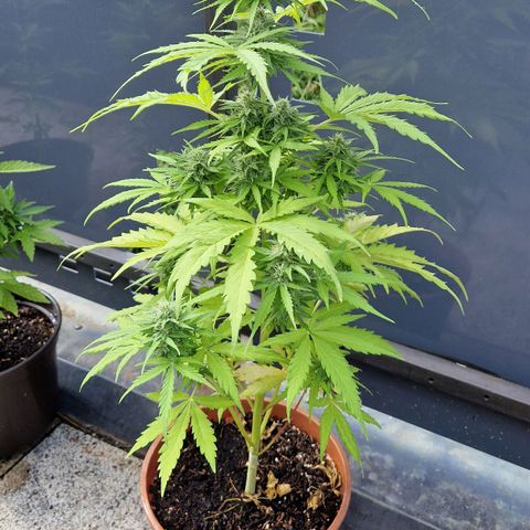 #1 Purple Skunk Automatic growlog timeline photo