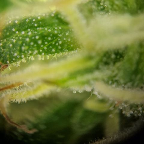 #1 Purple Skunk Automatic growlog timeline photo